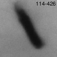 Image of proplyd disk shadow around ori 114-426